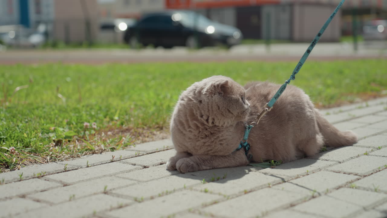 Cat On Sidewalk, Leashed Feline Resting On City Pavement, Pet Cat Relaxed On Sunny Street With Cautious Eyes, Harnessed Domestic Feline Sitting Calmly On Bright Urban Walkway With Attentive Look