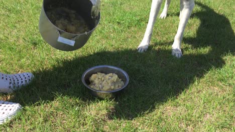 feeding process of cross-breed of hunting and northern white dog