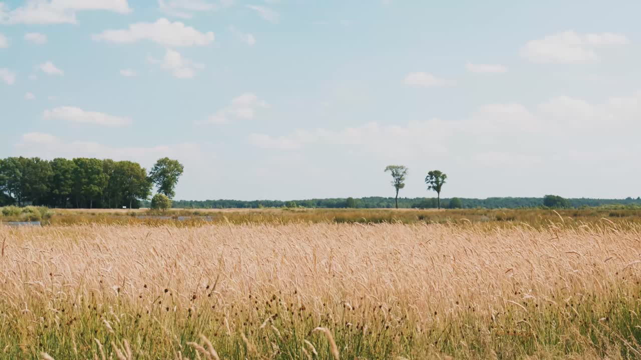 campo abierto bajo un cielo azul amplio