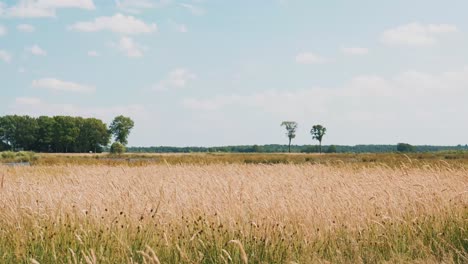 wide open field under a blue sky