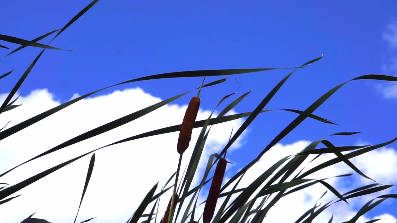 Cat tail plant moving in shade with sky and clouds moving