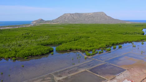 ecologically important mangrove forest on the caribbean coast