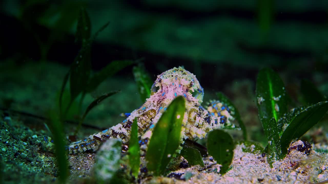 Southern Blue-Ringed Octopus Hapalochlaena maculosa 4k 25fps
