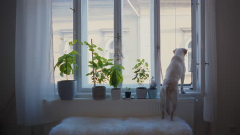 adorable labrador retriever stands on a bench and looks out the window