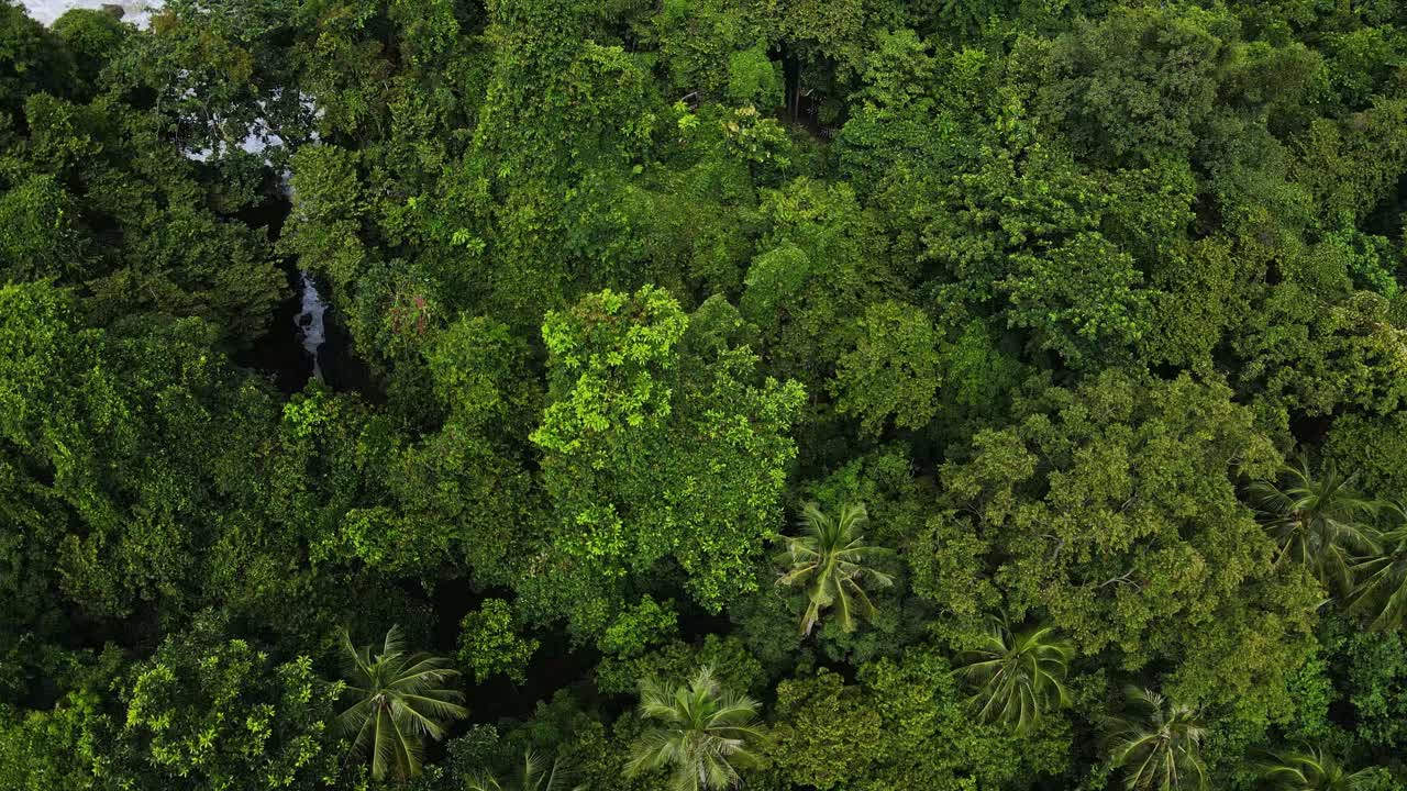 vista aérea de alto ángulo sobre islas exóticas palmera dosel costero rocoso océano marea paisaje