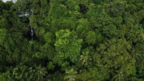 vista aérea de alto ángulo sobre islas exóticas palmera dosel costero rocoso océano marea paisaje