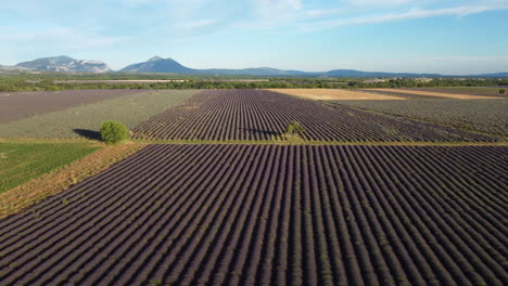 Lavender-field-in-Valensole-aerial-view,-agriculture-farming-in-Provence,-France