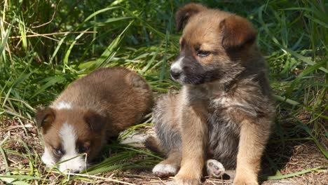 two homeless puppy sitting on the ground