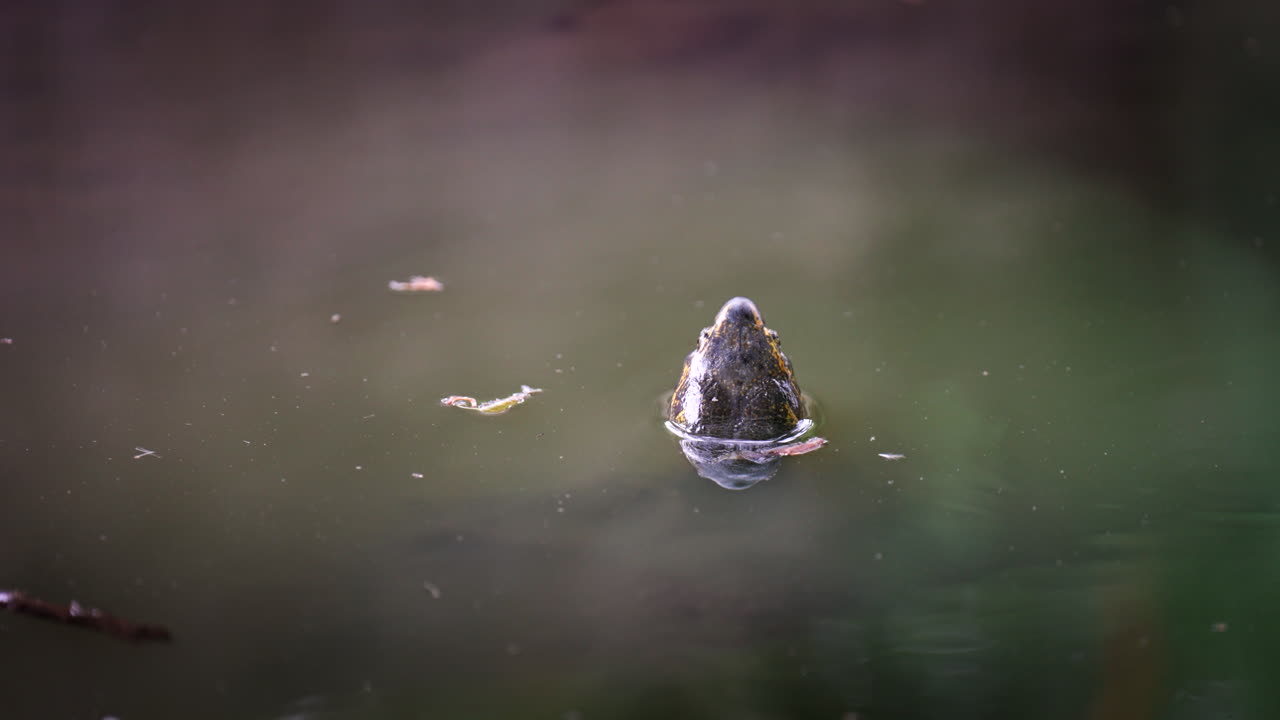 Benchakiti park Bangkok, wildlife Thailand, Manouria Emys vertebrates