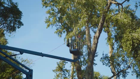 man at boom lift with chainsaw cutting tree