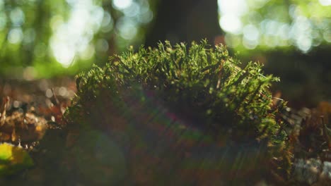 4k cinematic shot of a green moss on the ground of a forest, against sunlight