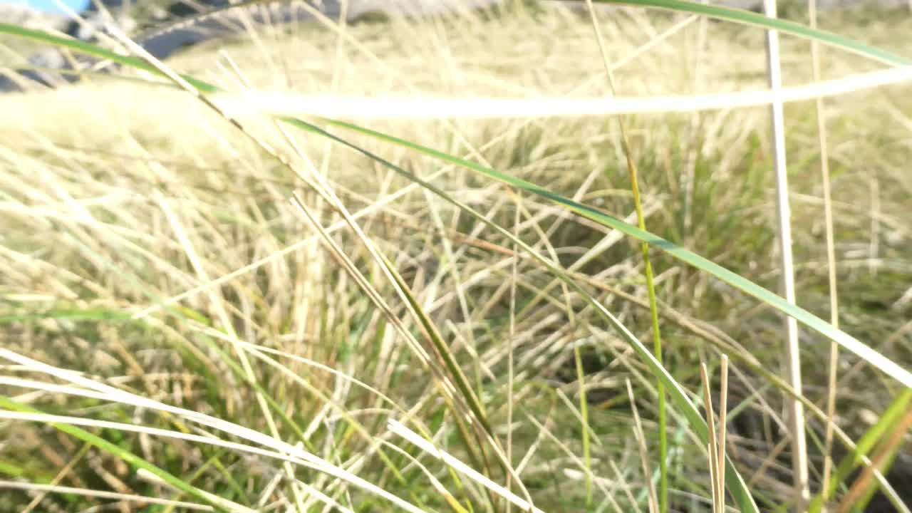 바람에 움직이는 산의 풀