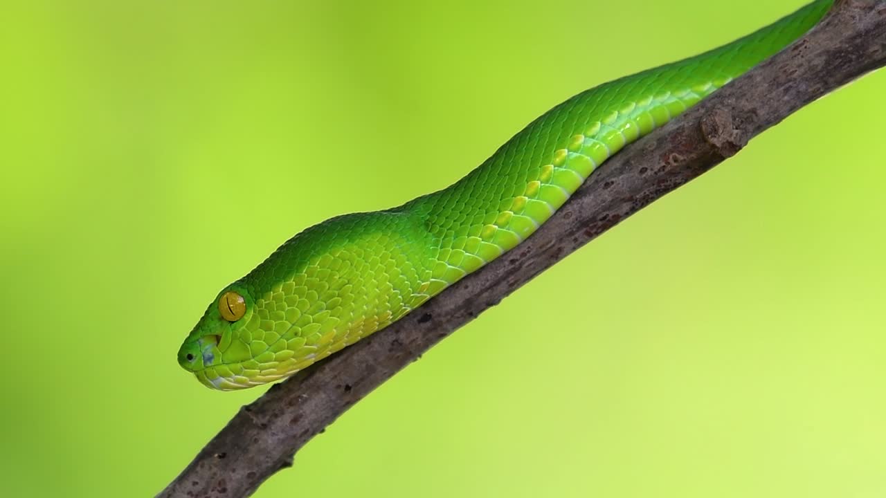 The White-lipped Pit Viper is a venomous pit viper endemic to Southeast Asia and is often found during the night waiting on a branch or limb of a tree near a body of water with plenty of food items
