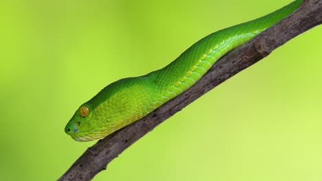 白唇坑蛇 (white-lipped pit viper) 是亞洲東南部一種有毒的坑蛇,通常在夜間在有大量食物的水域附近等待在樹枝或樹枝上