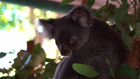 Ein-Tagträumender-Koala,-Phascolarctos-Cinereus,-Mit-Flauschigem-Fell,-Der-Auf-Dem-Baum-Kühlt,-Dreht-Langsam-Seinen-Kopf-Herum,-Nahaufnahme-Einer-Einheimischen-Tierart-Australiens
