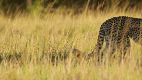 movimiento lento del guepardo caminando, safari africano animal salvaje en maasai mara, kenia en áfrica en maasai mara, gran depredador gato merodeando las llanuras de pastizales en la sombra en un día soleado y caluroso