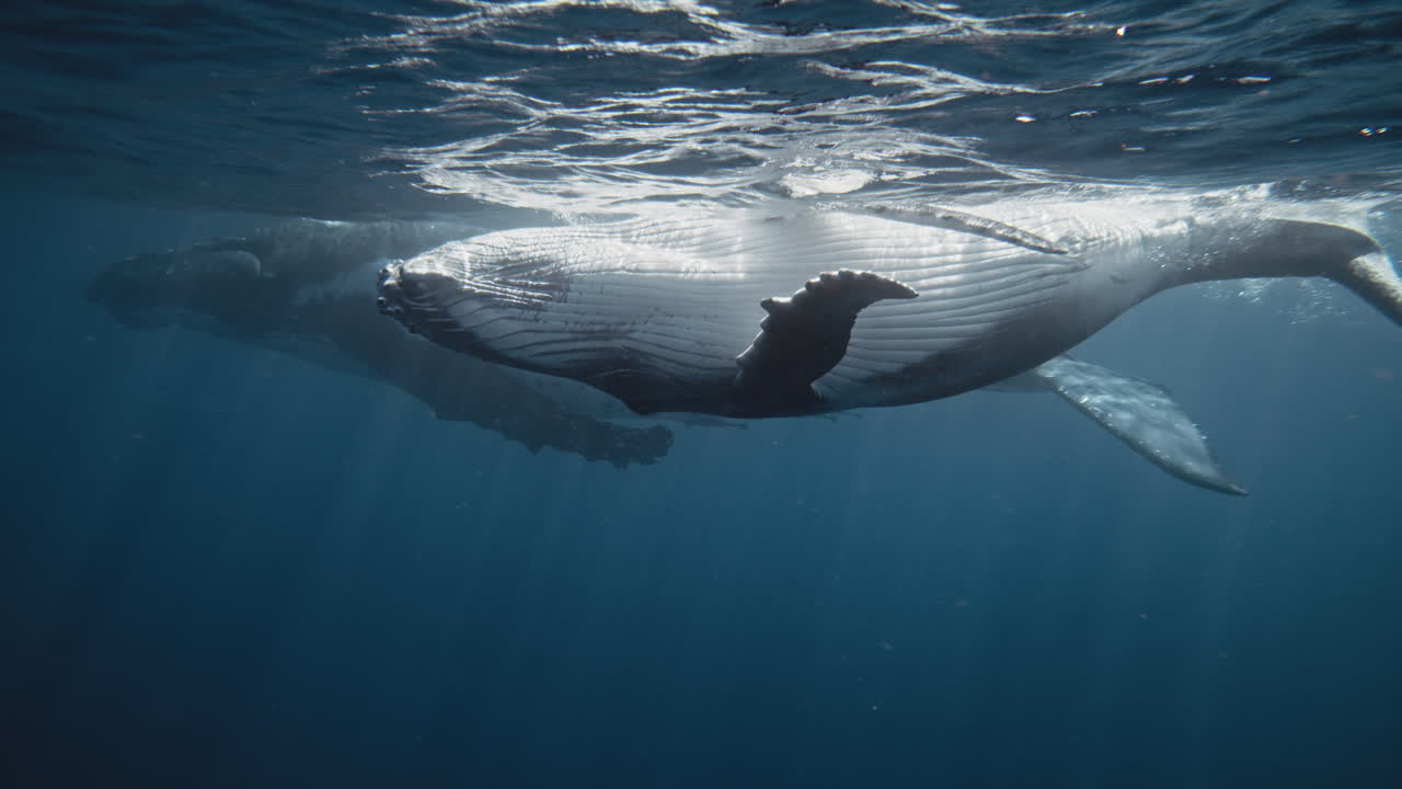 Underbelly of Humpback whale calf with mother behind swimming in slow motion