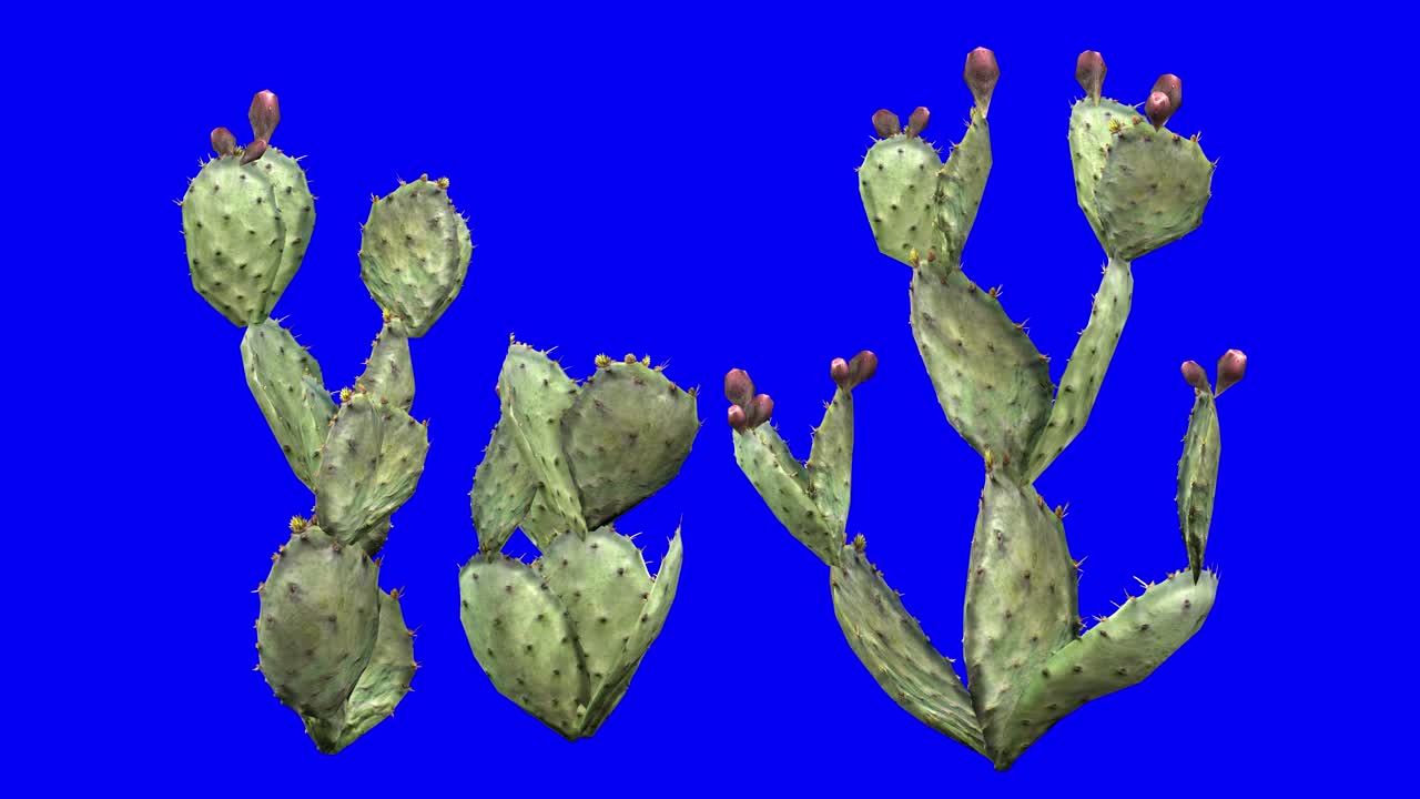 clúster de cactus de pera espinosa en 3d con efecto de viento en pantalla azul animación en 3d