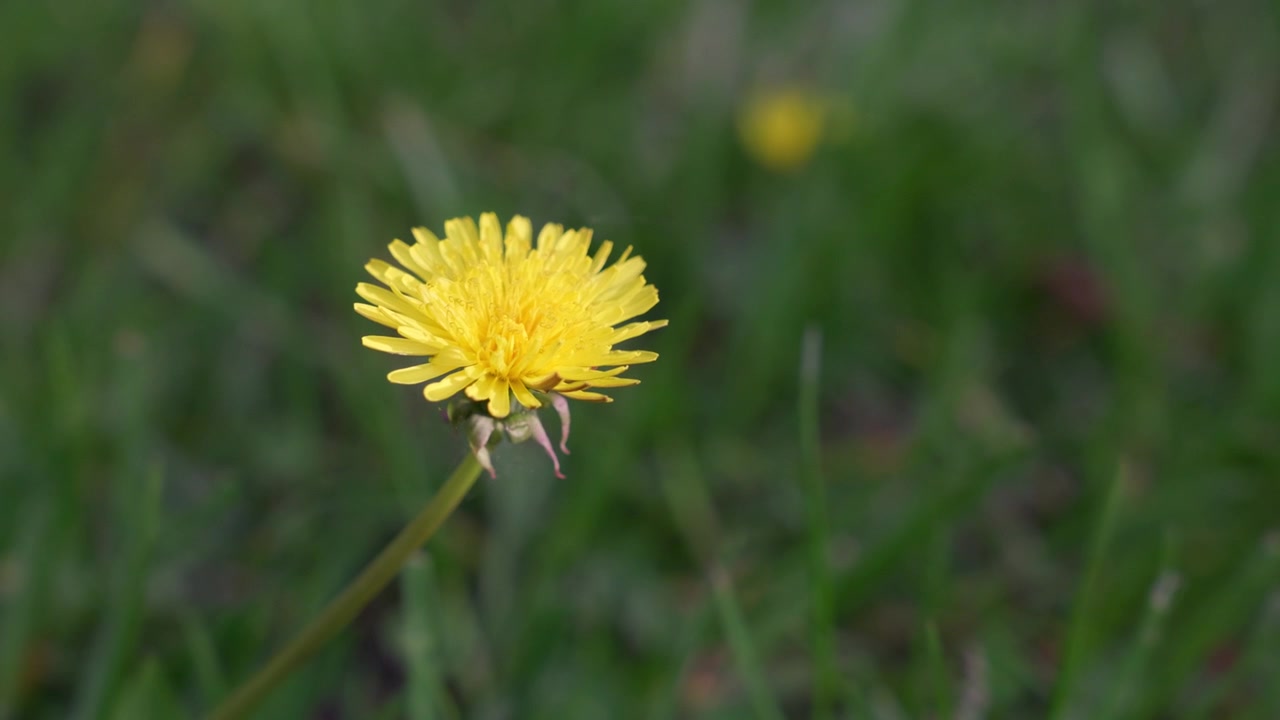 Macro paardenbloem zwaaiend in de wind in de natuur.