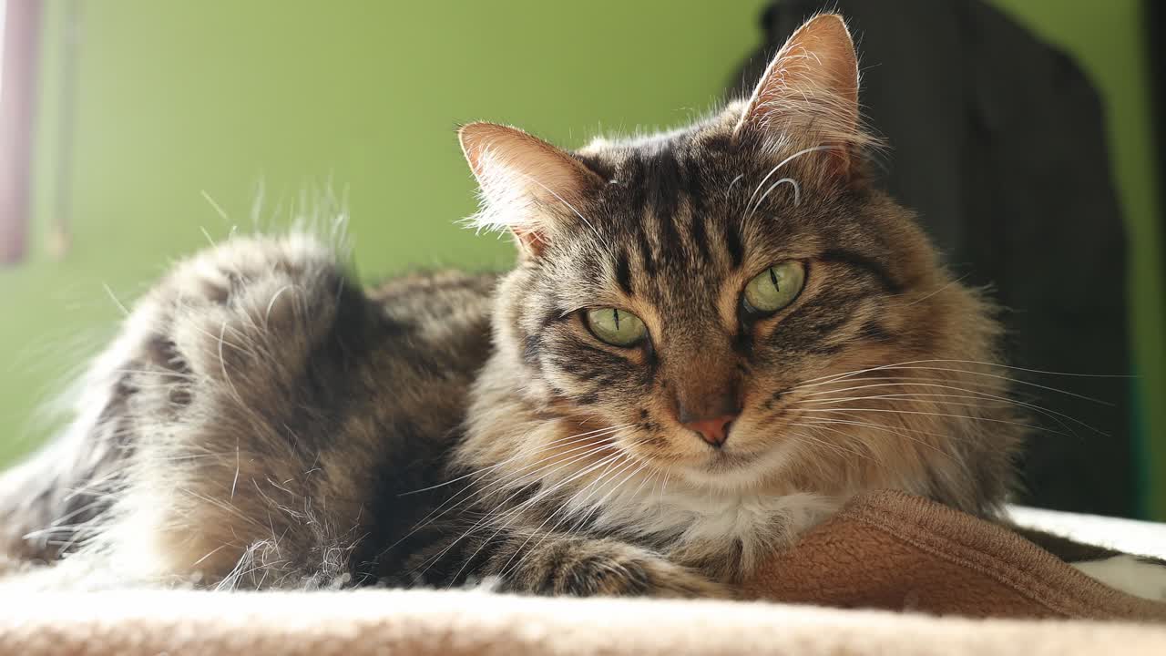 Cat with beautifull green eyes focusing on the camera