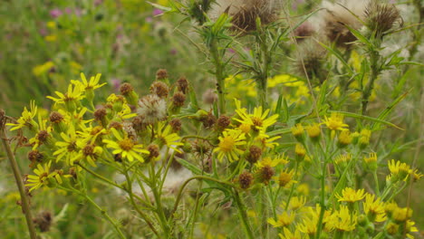 Beautiful-wild-yellow-dandelion-flowers-grow-in-nature-in-a-close-up-shot