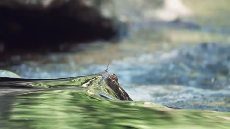 nature stream rapid peak shallow depth