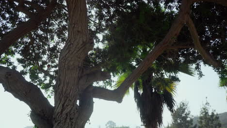 Low-angle-rotating-shot-around-a-full-grown-green-tree-in-a-garden-with-the-view-of-hills-in-the-background-at-daytime