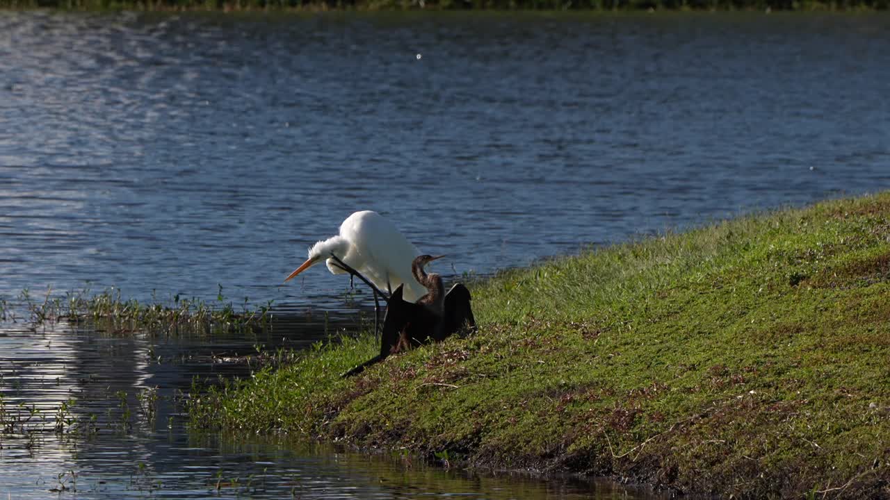 Great egret and anhinga by a lake