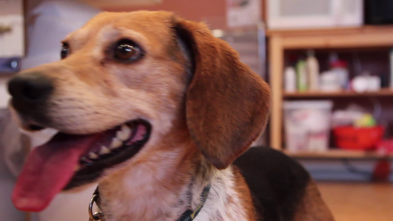 Un primo piano di un beagle