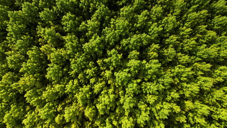 Aerial-overhead-over-a-dense-forest-of-Beech-trees