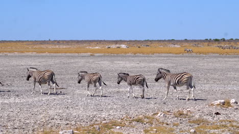 zebras in etosha national park