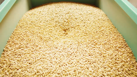 grano a granel en un recipiente