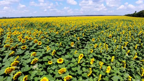 aerial view 4k. field of sunflowers. flying over plants