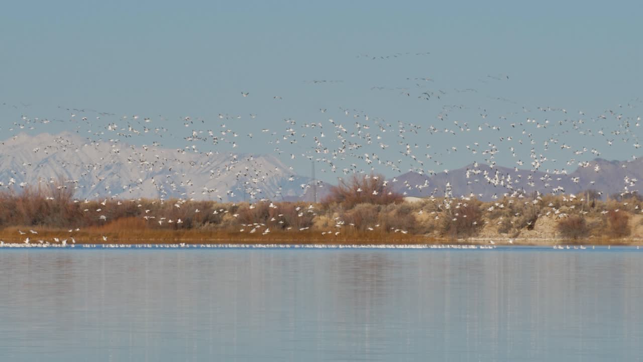 거대한 무리가 이동을 준비하는 동안 하늘은 흰기러기로 가득 차 있습니다.