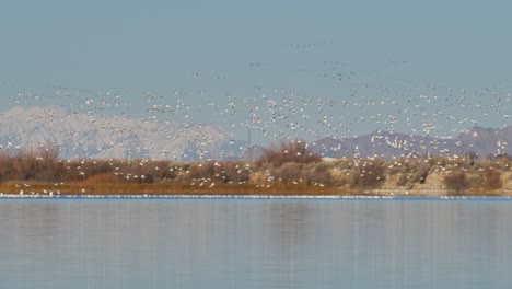 The-sky-is-filled-with-snow-geese-as-the-huge-flock-prepares-for-migration