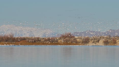 the sky is filled with snow geese as the huge flock prepares for migration