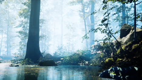 Forest-with-pond-and-mist-with-sunrays