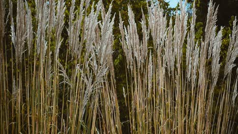 medium distance, still shot of two raven plume grass plant shoots swaying in the wind