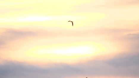 an osprey flies through gold-lit clouds with shades of pink on the edge