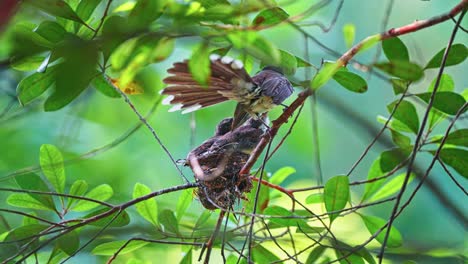 mother oriental pied fantail bird feeding its hungry babies while nesting in the tropical forest. close-up shot