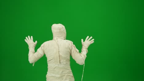 scary mummy wrapped in bandages looks around searches for a victim and scares with raised arms green - scary mummy wrapped in bandages looks around, searches for a victim and scares with raised arms. green screen isolated chroma key. mock up, workspace, advertisement. medium size. halloween holidays