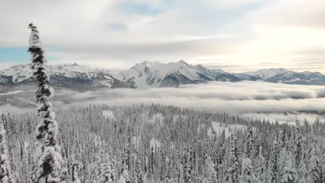 drone shot of a snowmobile among snowed pines in revelstoke, british columbia, canada