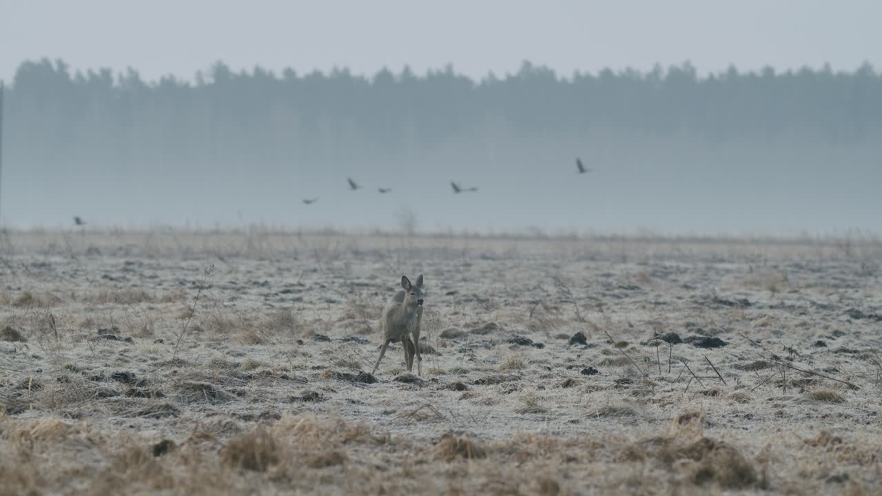 Almindeligt vildt rådyr går og spiser græs på marken på en tør græseng i det tidlige forår, nærbillede