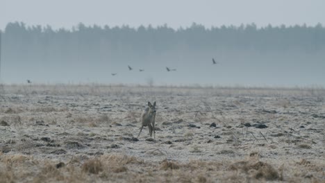 Common-wild-roe-deer-walking-and-eating-grass-on-the-field-in-early-spring-dry-grass-meadow-close-up