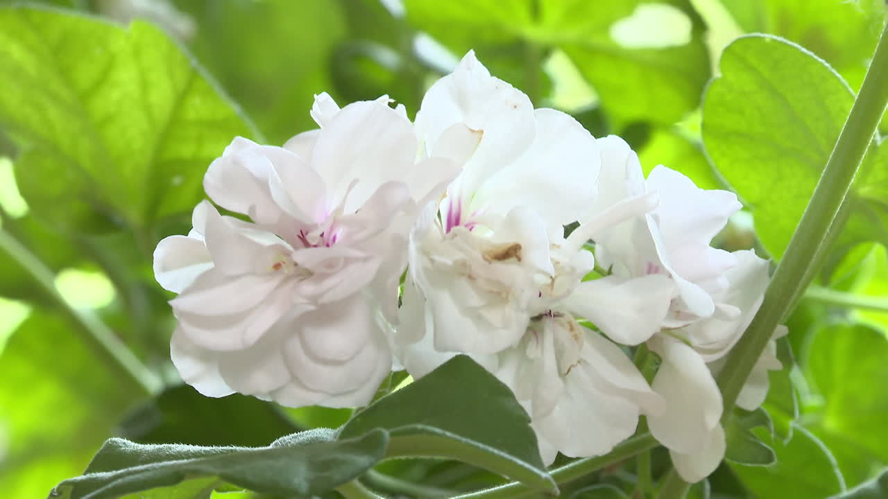 White Geranium Flowers