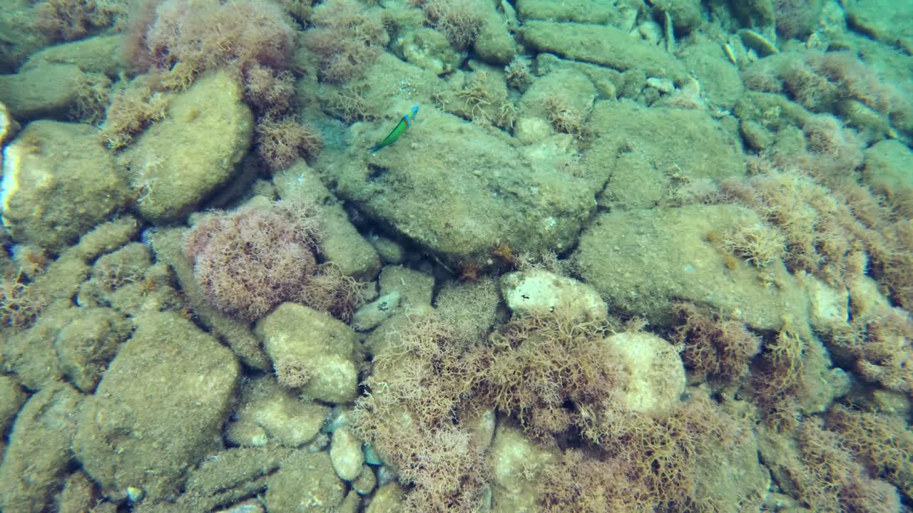 Underwater World: Exploring a Rocky Reef Ecosystem