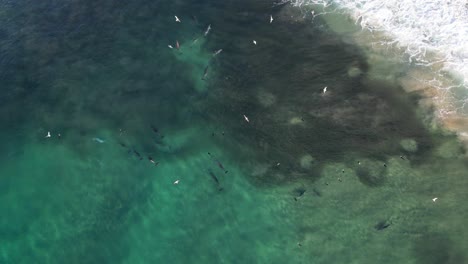 Delfines-Nariz-De-Botella-Cazando-Peces-En-La-Cabeza-Rota-NSW---Byron-Region---Australia