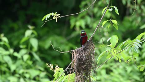 Seen-on-top-of-its-nest-facing-towards-the-left-then-looks-around