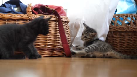 two brother kittens play fight in front of wicker baskets