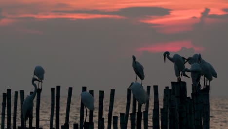 The-Great-Egret,-also-known-as-the-Common-Egret-or-the-Large-Egret